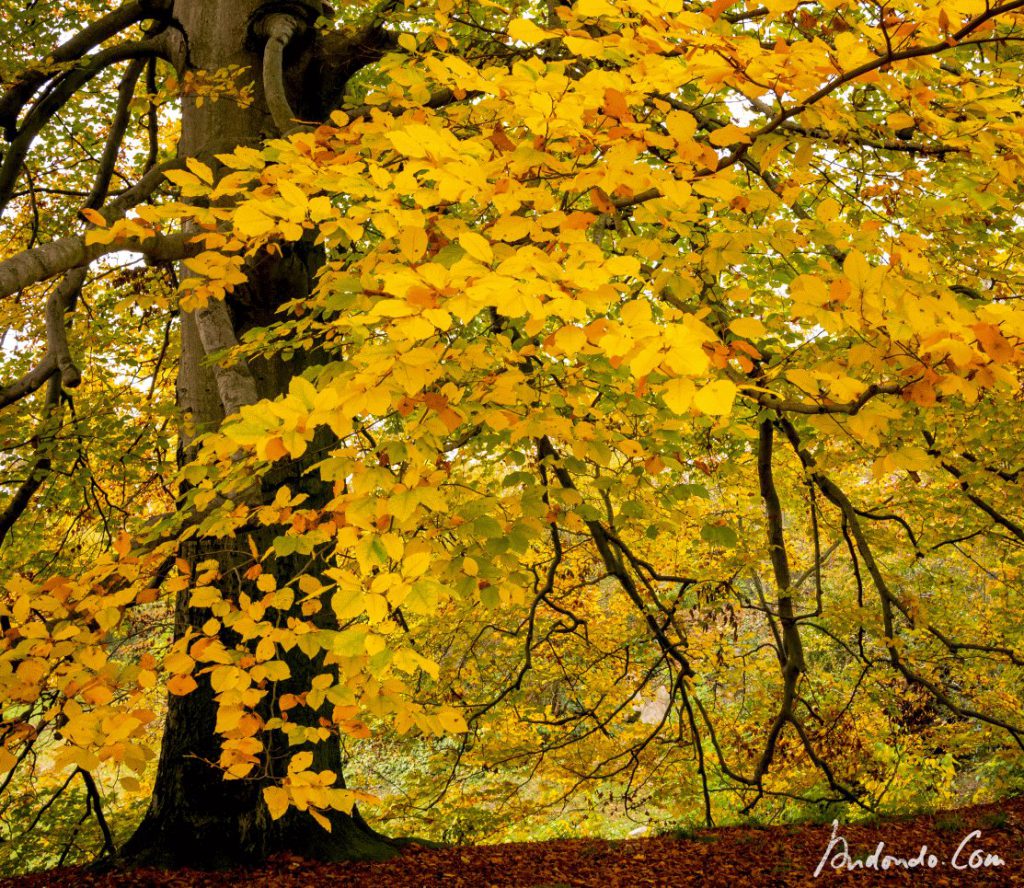 Herbstfarben - Buche im Park Babelsberg