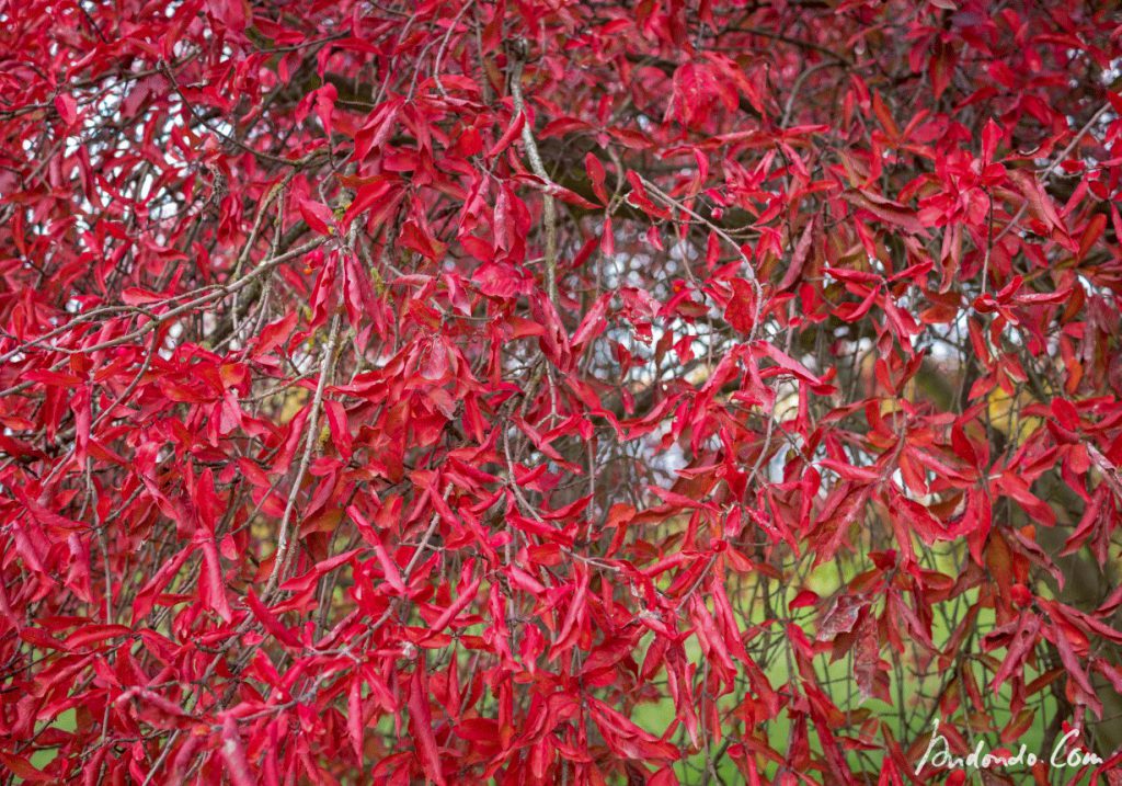 Herbstfarben - Park Babelsberg