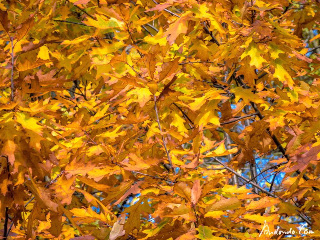 Herbstfarben - Eiche im Park Babelsberg
