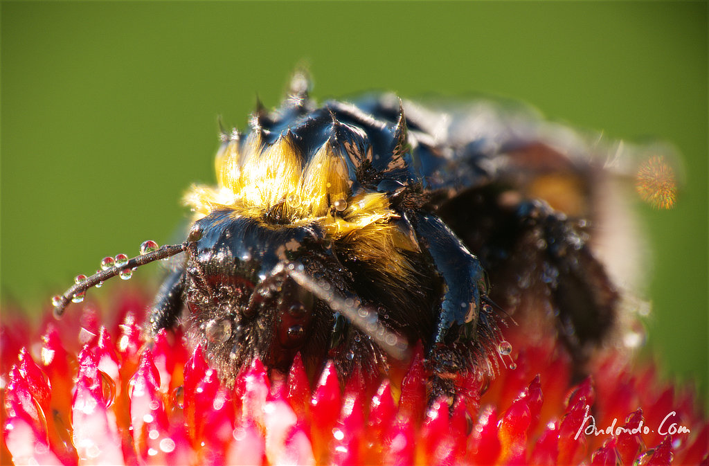 Hummel am Morgen