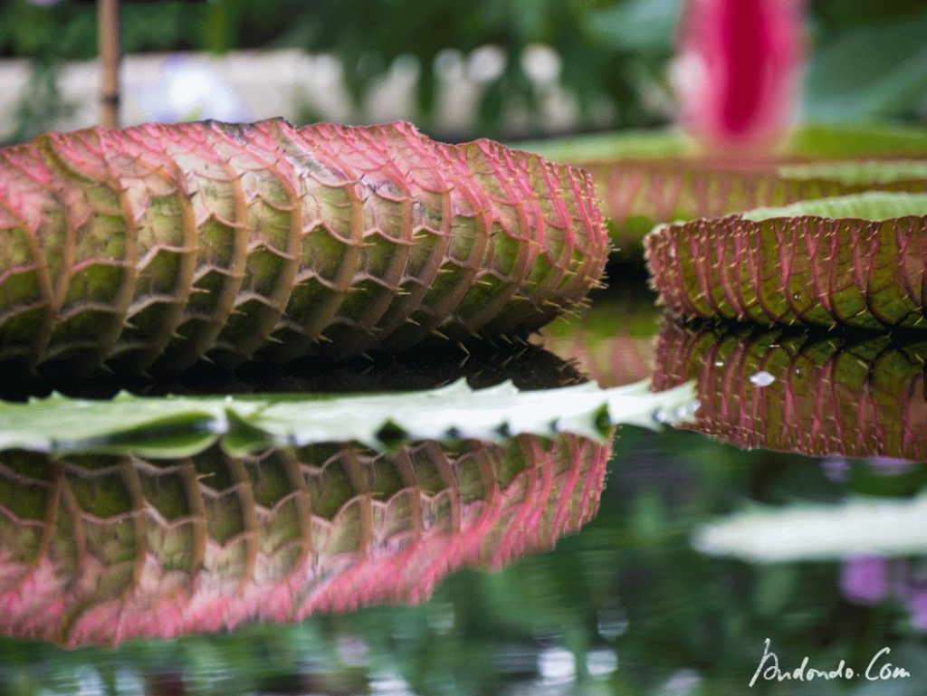 Blatt der Seerose "Queen Victoria"