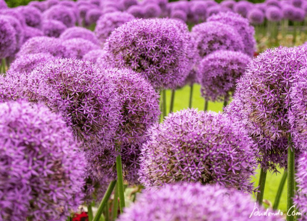 Allium