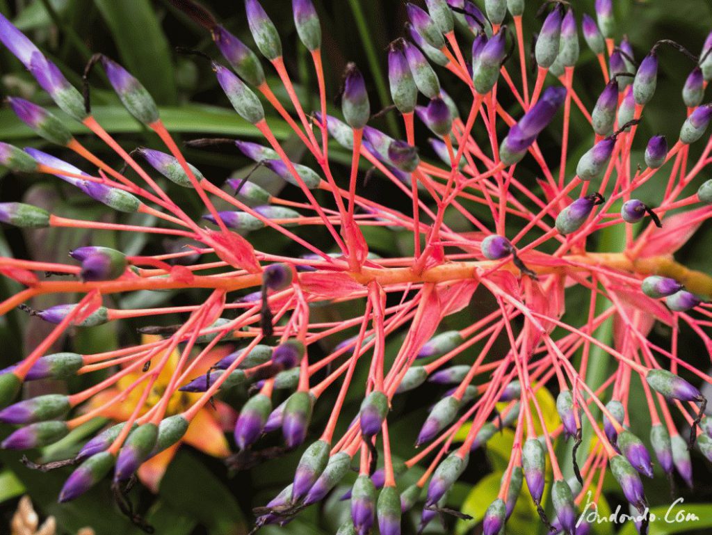 Aechmea