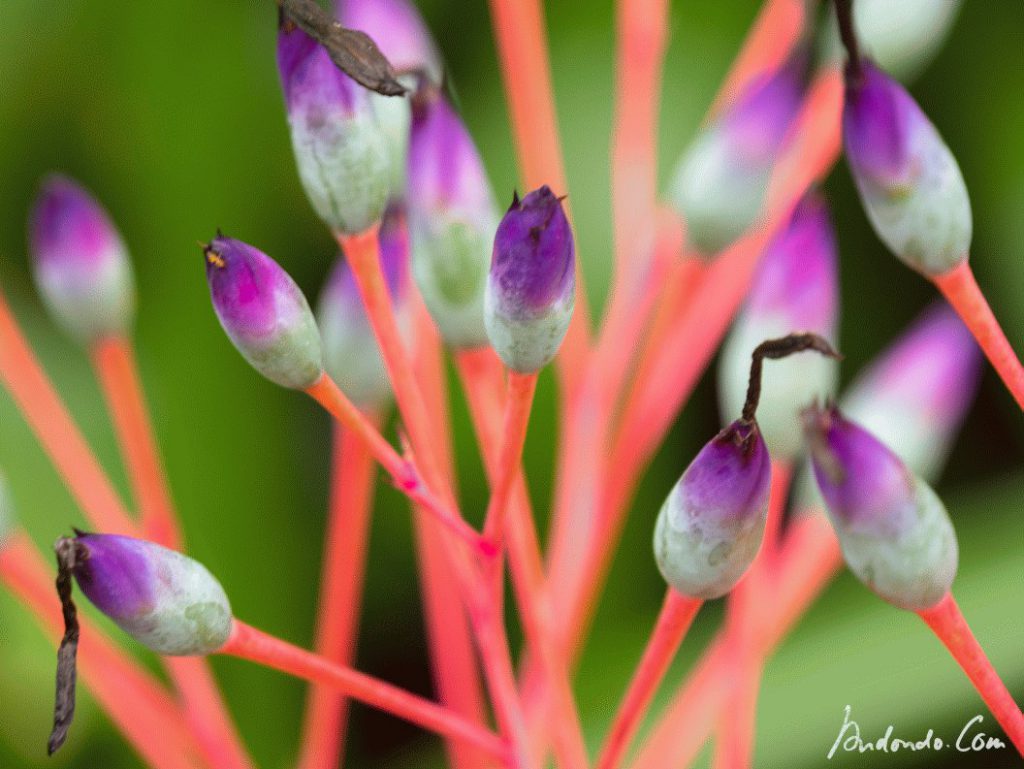 Aechmea