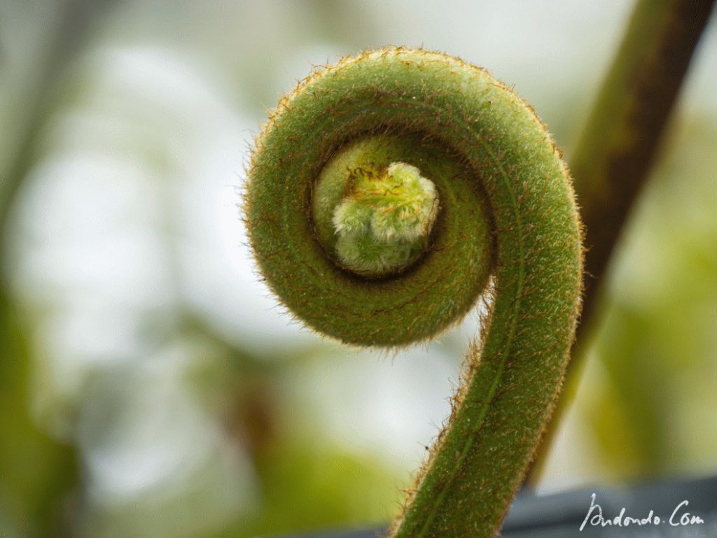 Sich entrollendes Farnblatt