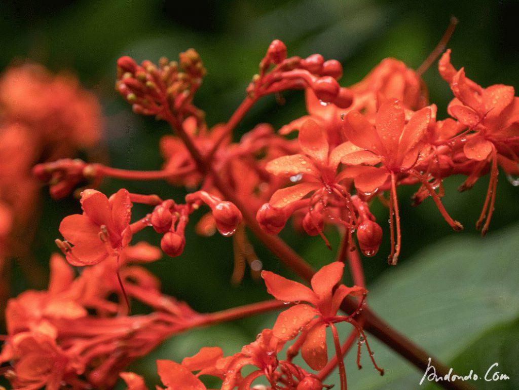 Clerodendrum speciosissimum