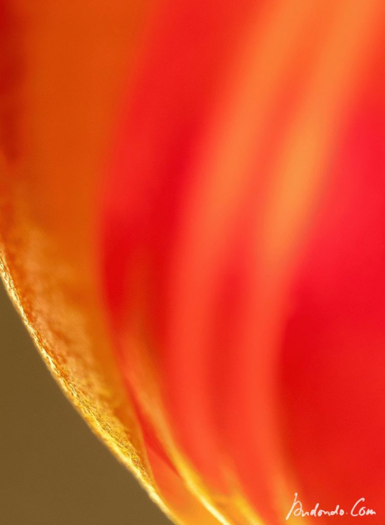 Einsichten in eine Tulpenblüte