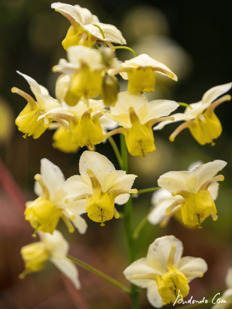 Elfenblumen