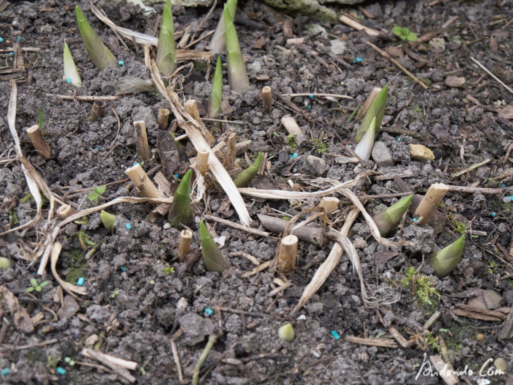 Austreibende Hosta