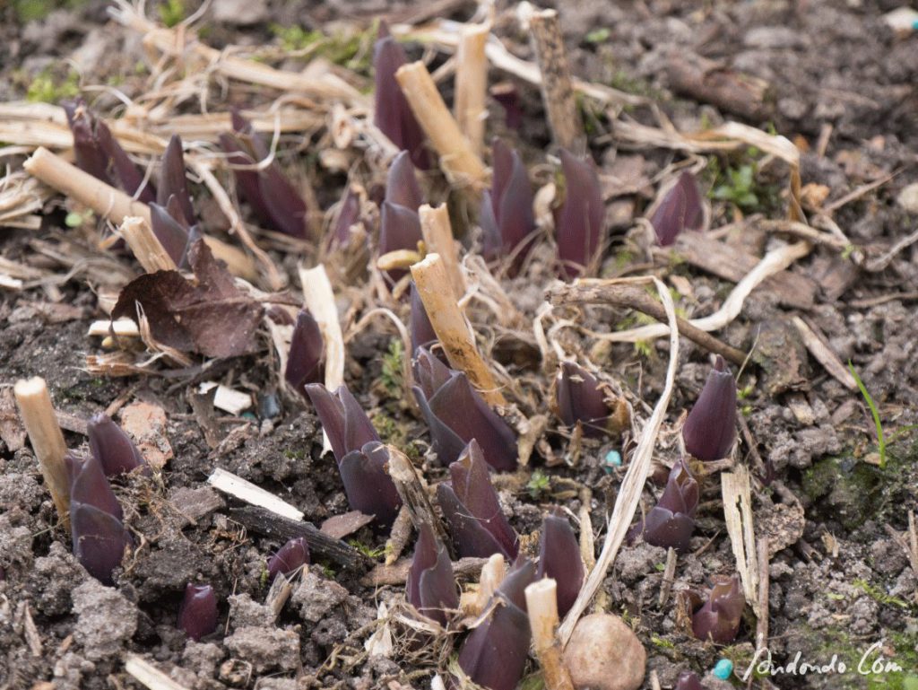 Austreibende Hosta