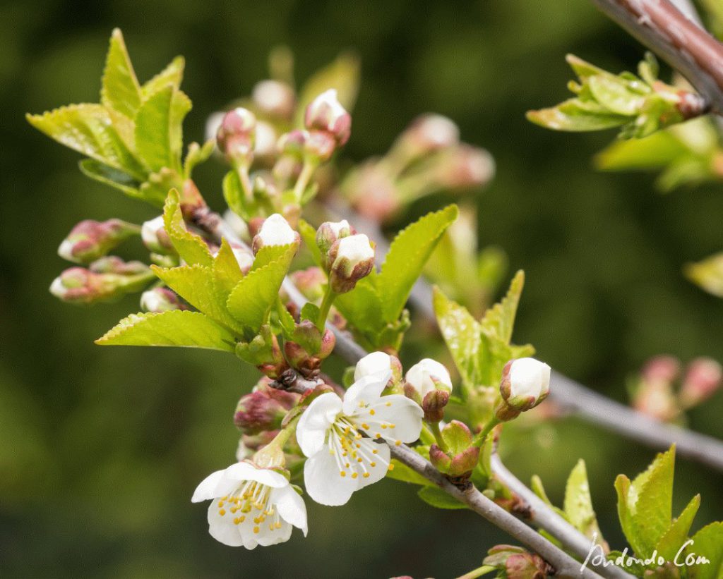 Kirschblüten