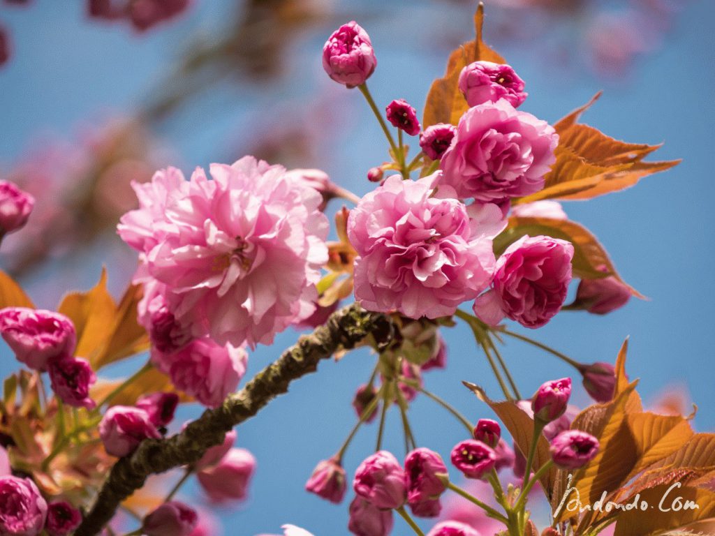 Blüten des japanischen Kirschbaums