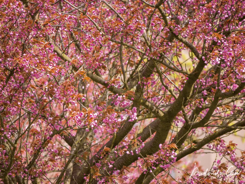Blüten des japanischen Kirschbaums