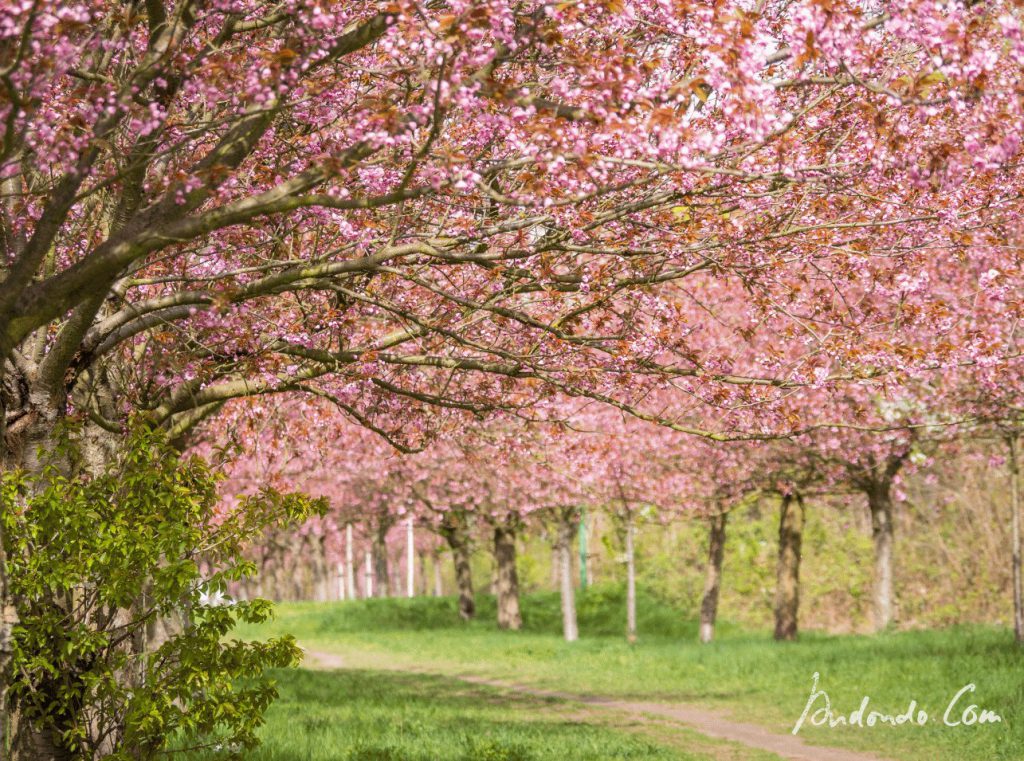 Blüten des japanischen Kirschbaums