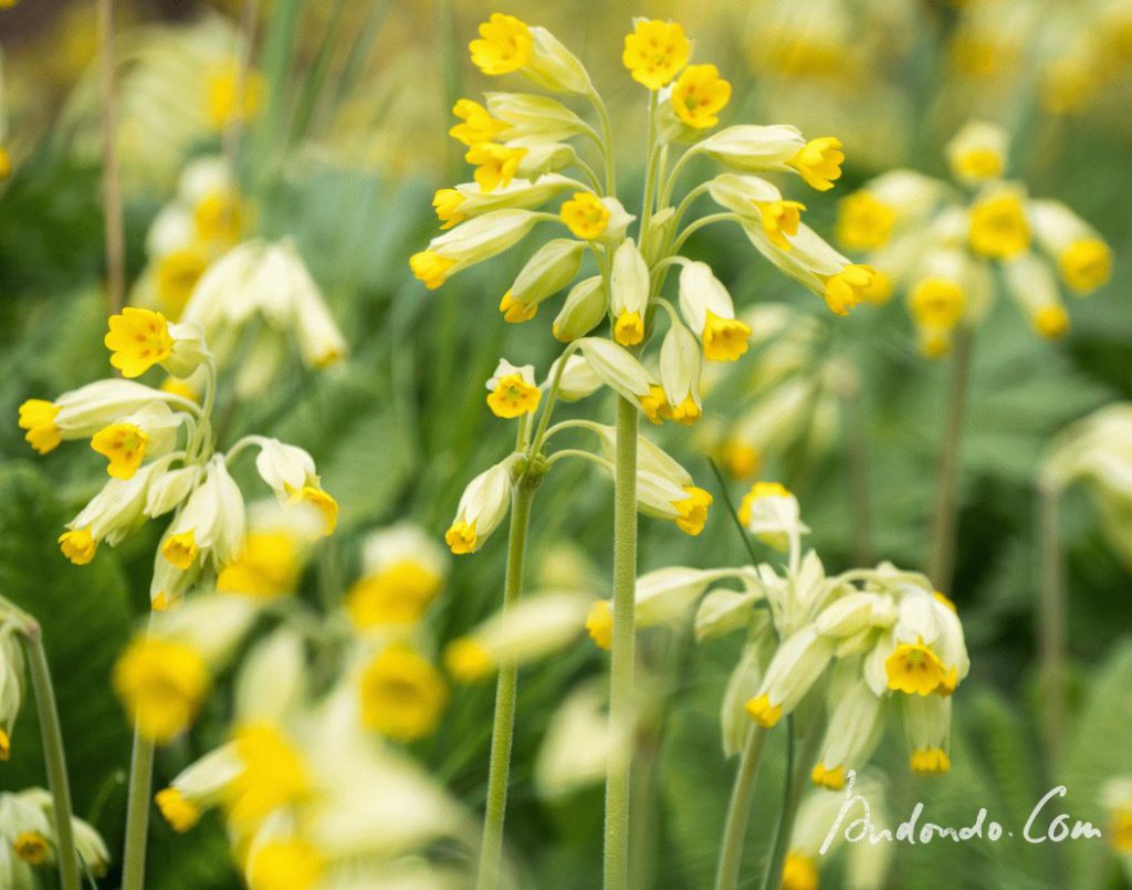 Schlüsselblume