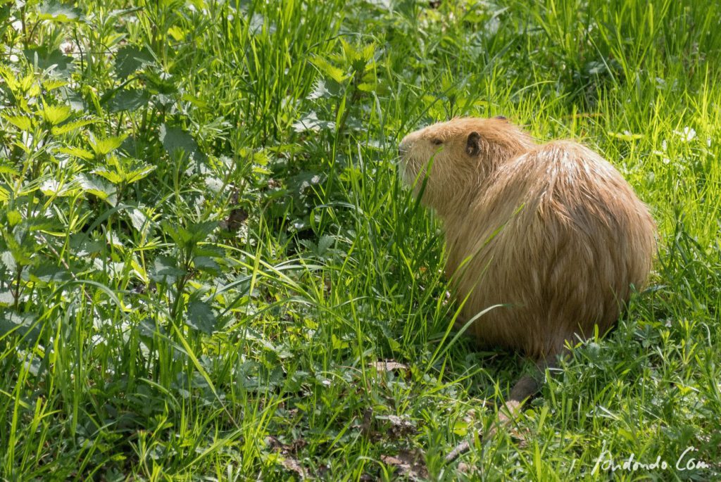 Nutria