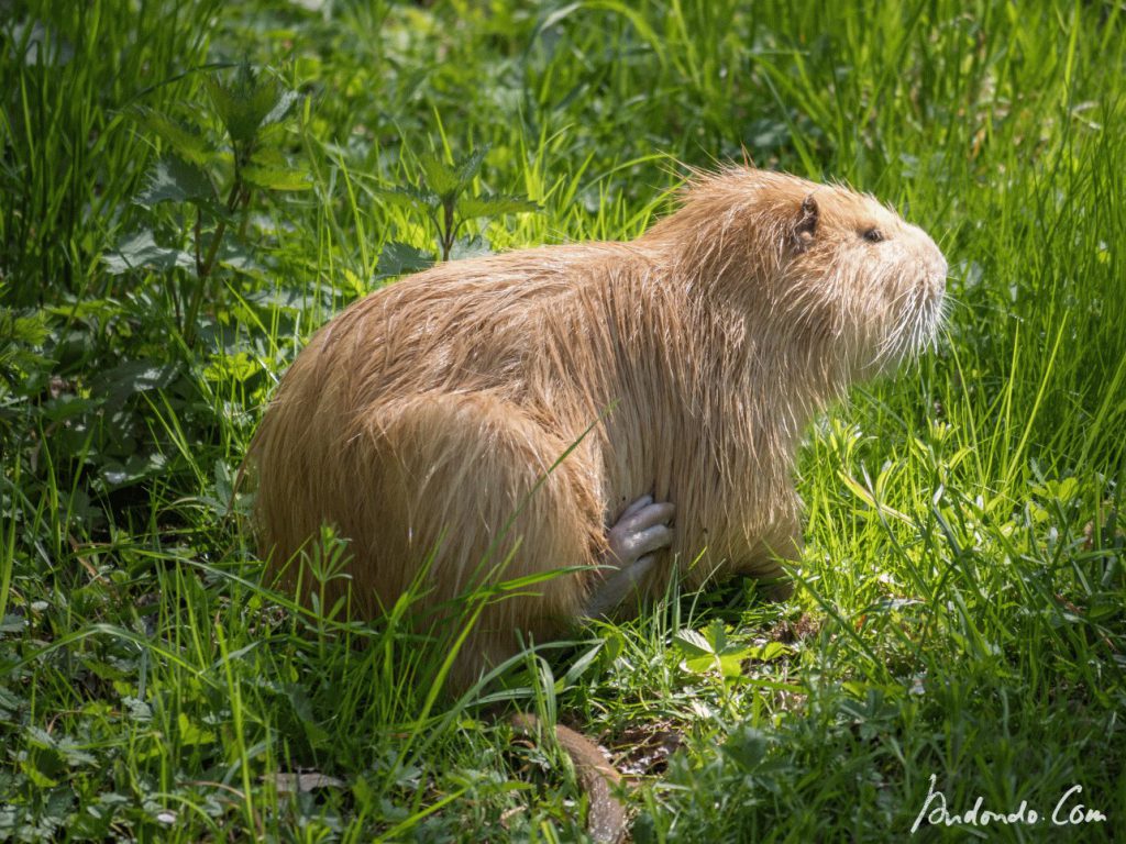 Nutria