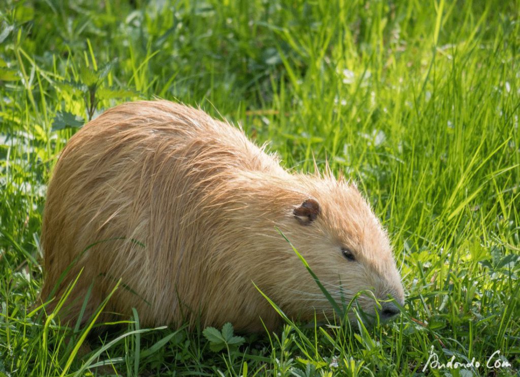 Nutria