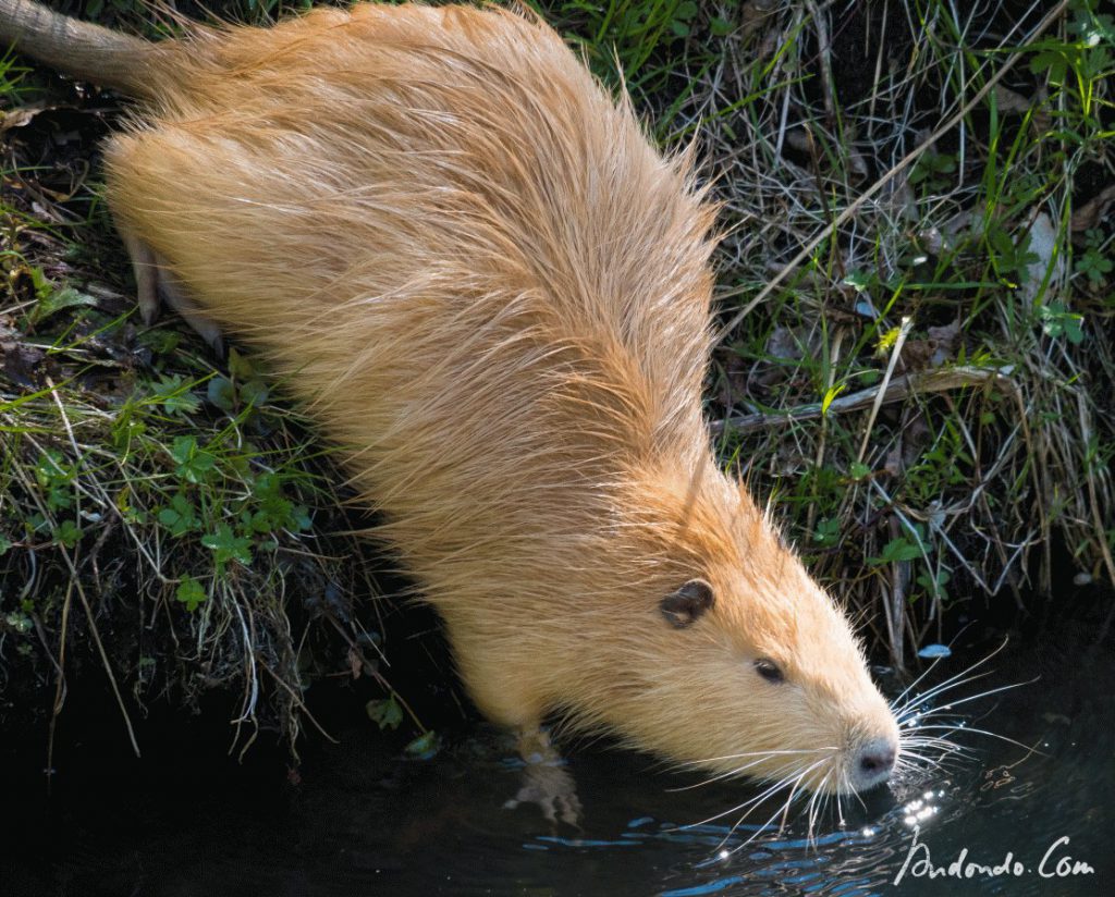 Nutria