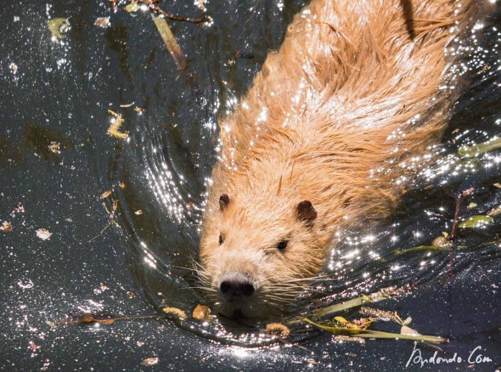 Nutria