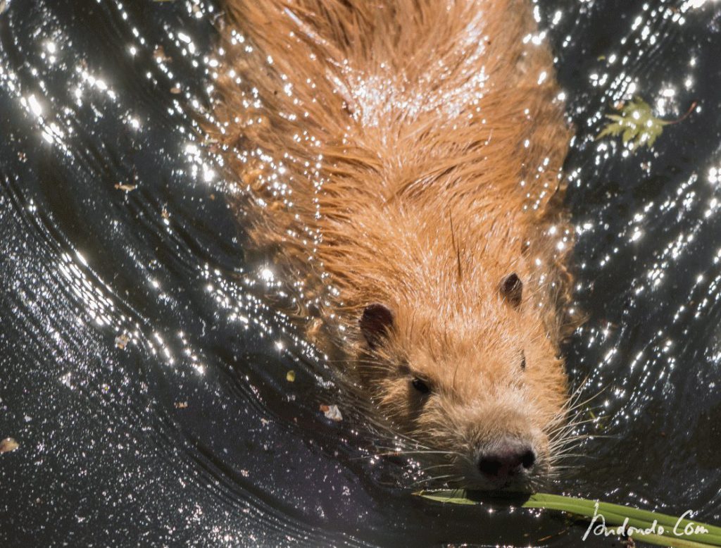 Nutria