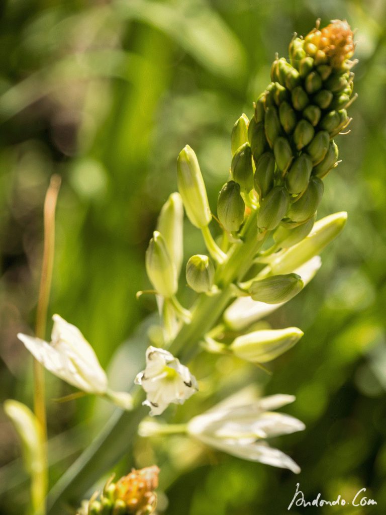 Weisse Camassia