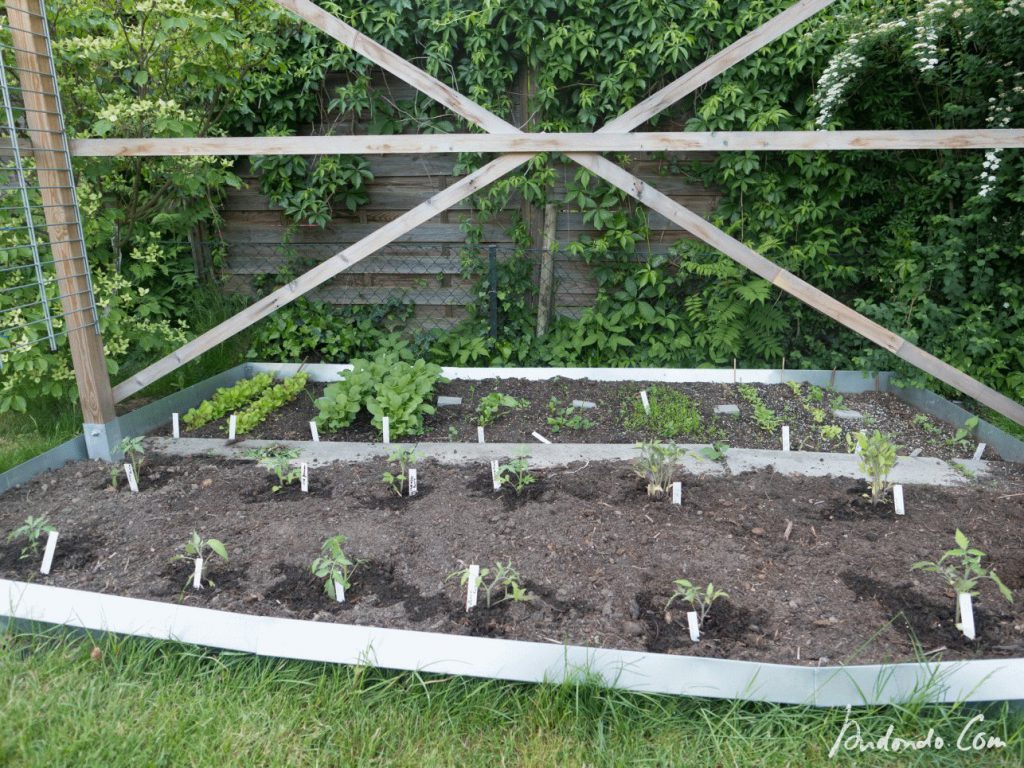 Tomaten ausgepflanzt