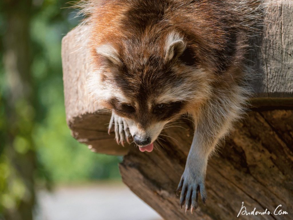 Waschbär bettelt um Futter