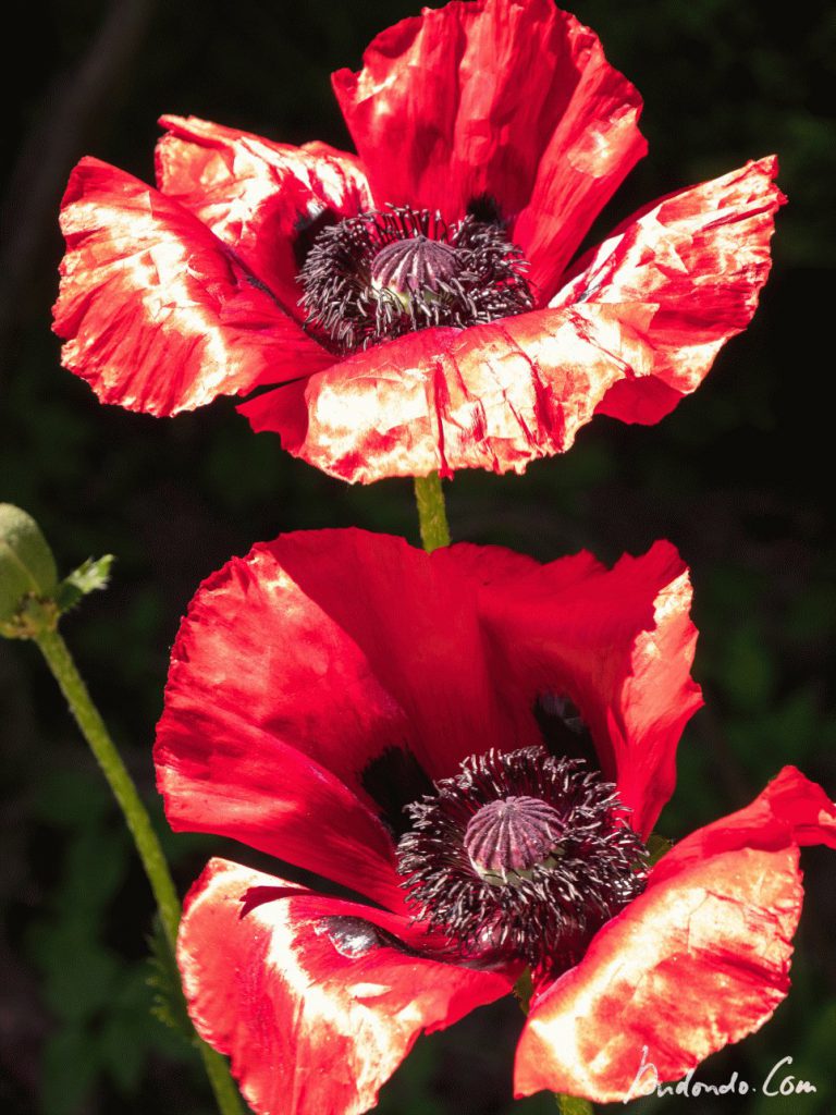 Prachtvoller Mohn