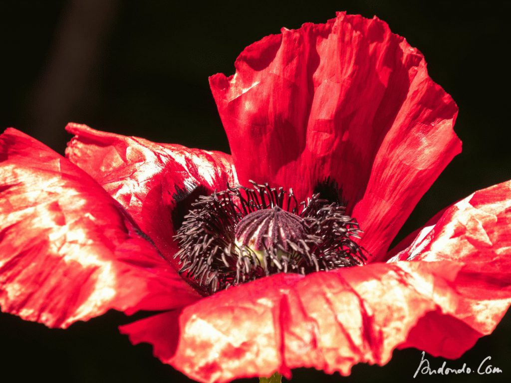 Prachtvoller Mohn