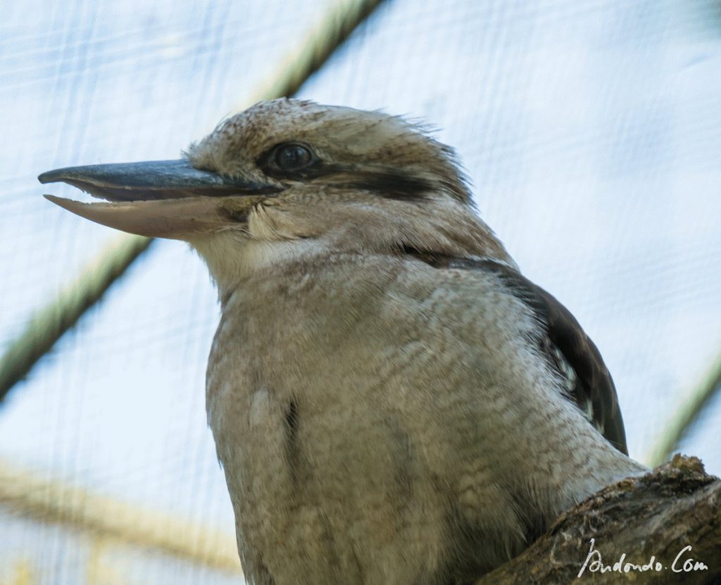 Lachender Hans - Kookaburra