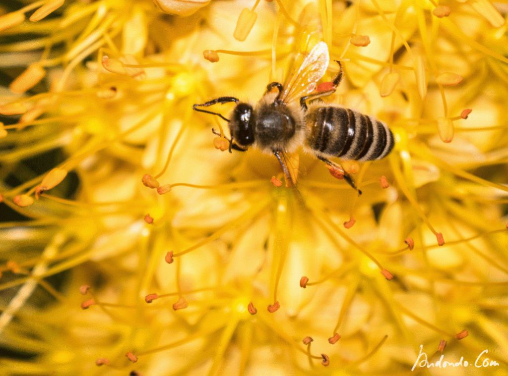 Biene auf Eremurus