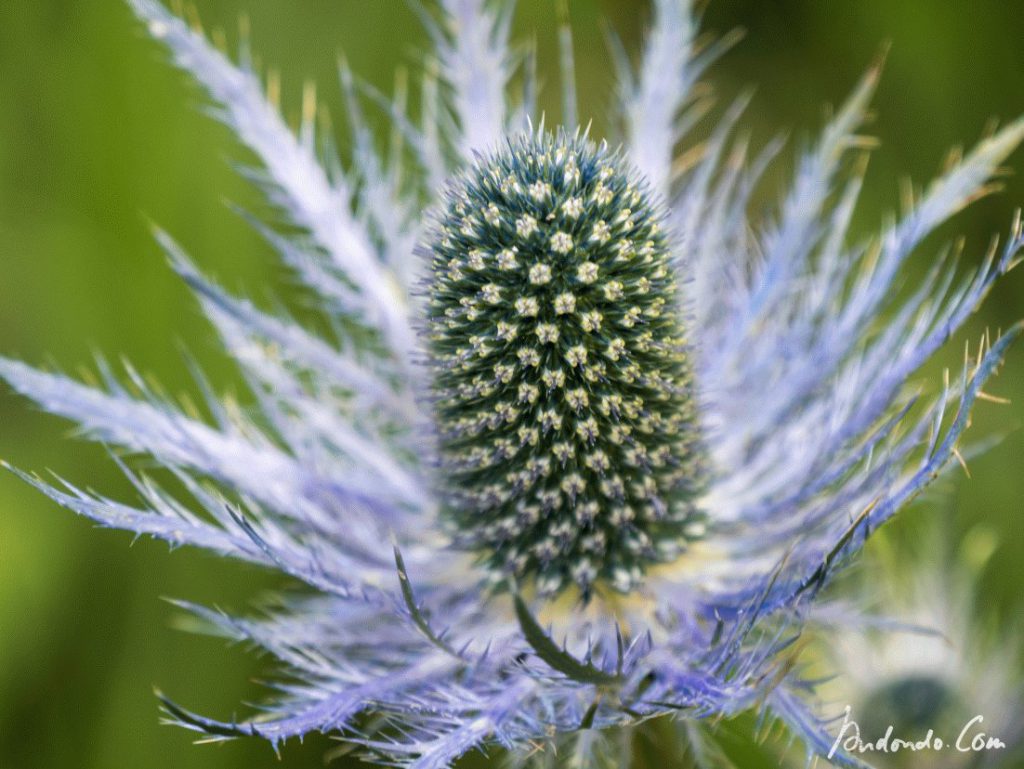 Blaue Disteln