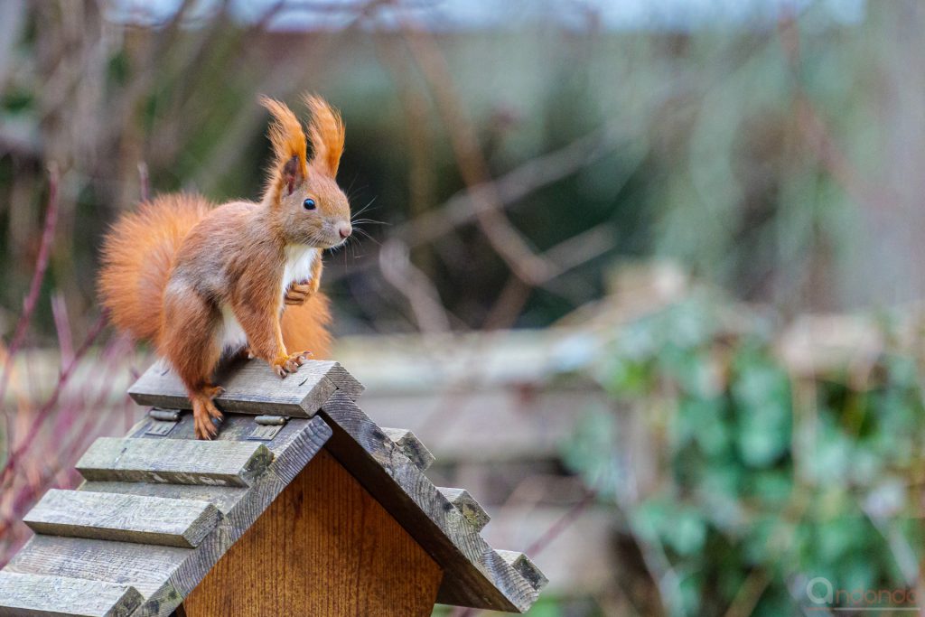 Eichhörnchen