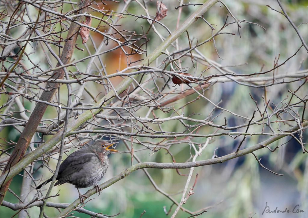 Amsel