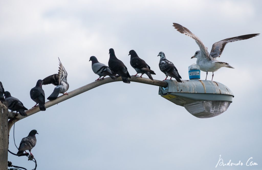 Vögel auf Merrit Island