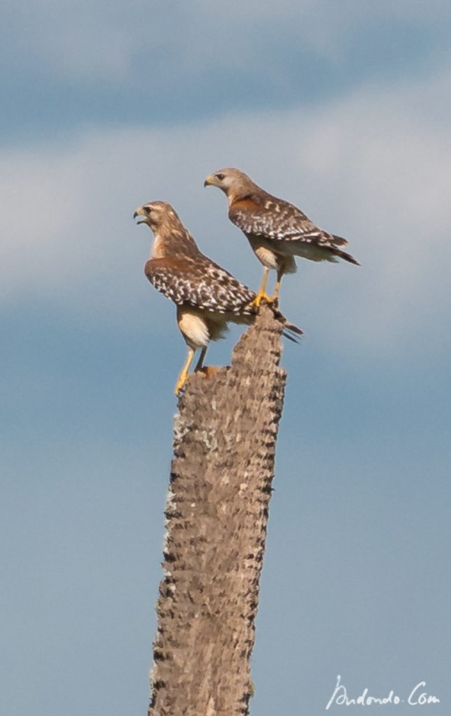 Rotschulterbussard