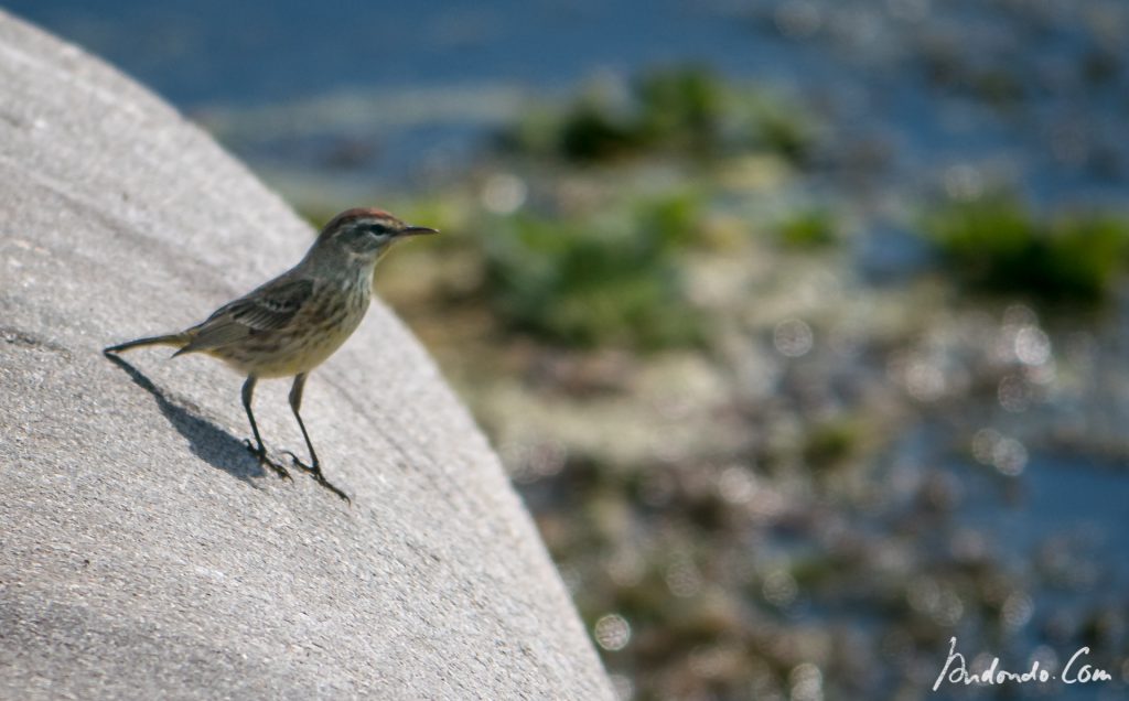 Palmenwaldsänger