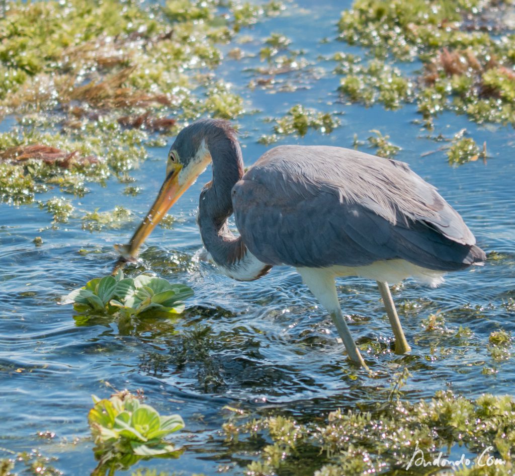 Blaureiher bei der Jagd