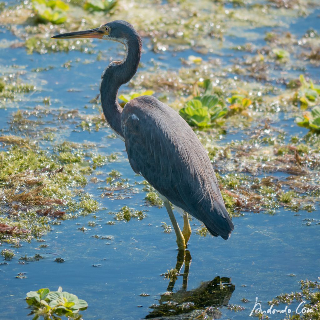 Blaureiher