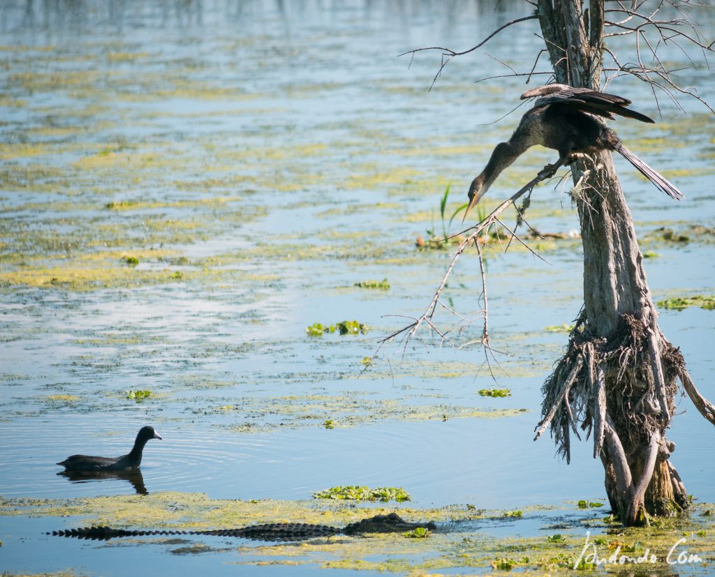 Kormoran und Alligator - Was kommt denn da?