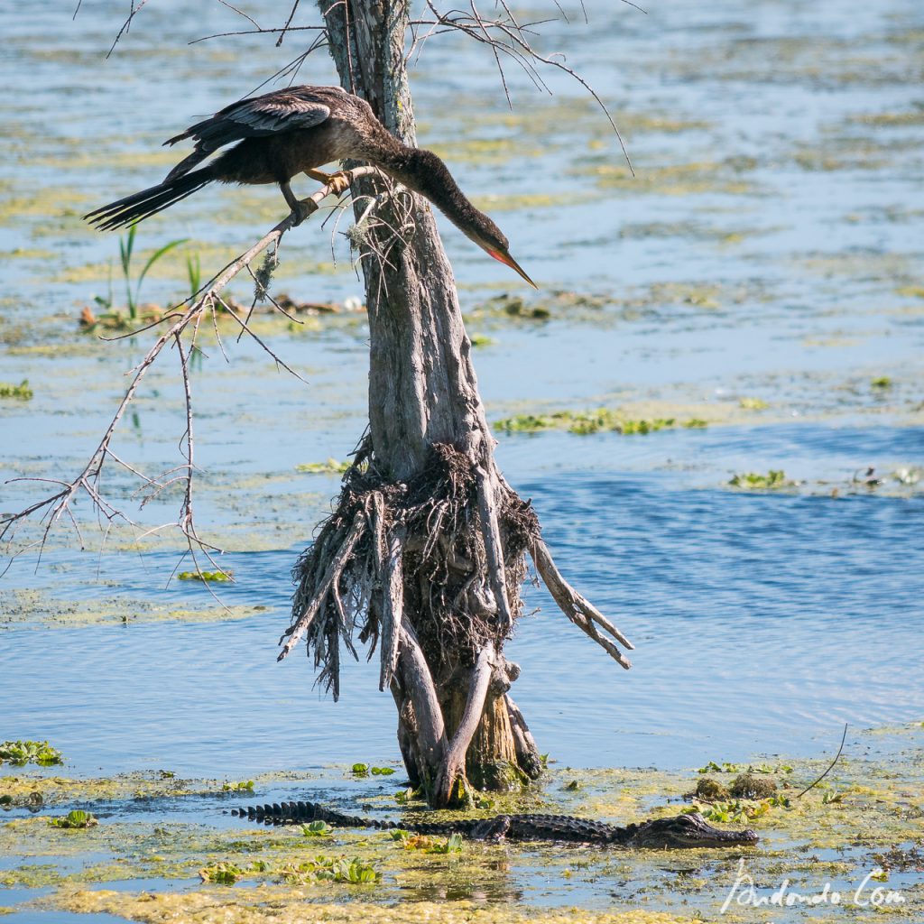 Kormoran und Alligator - Mal abwarten