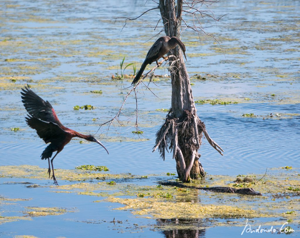 Kormoran und Alligator -Gefahr vorbei