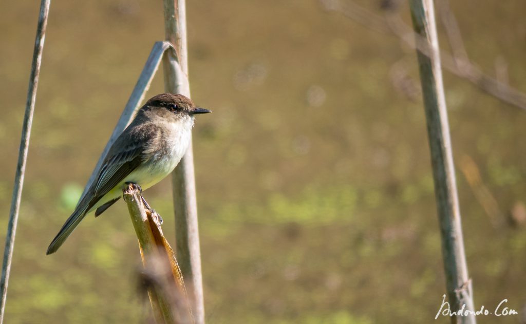 Weissbauch-Phoebetyrann (Sayornis phoebe)