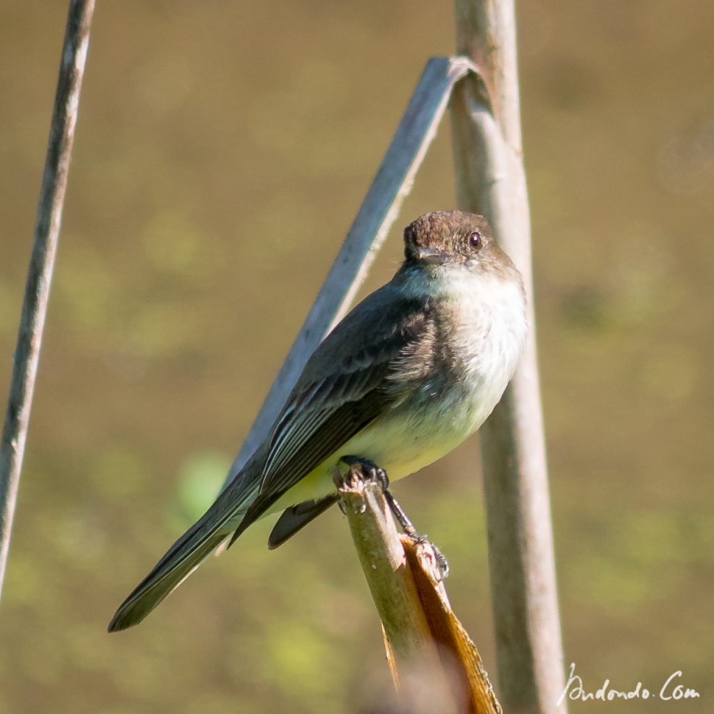 Weissbauch-Phoebetyrann (Sayornis phoebe)