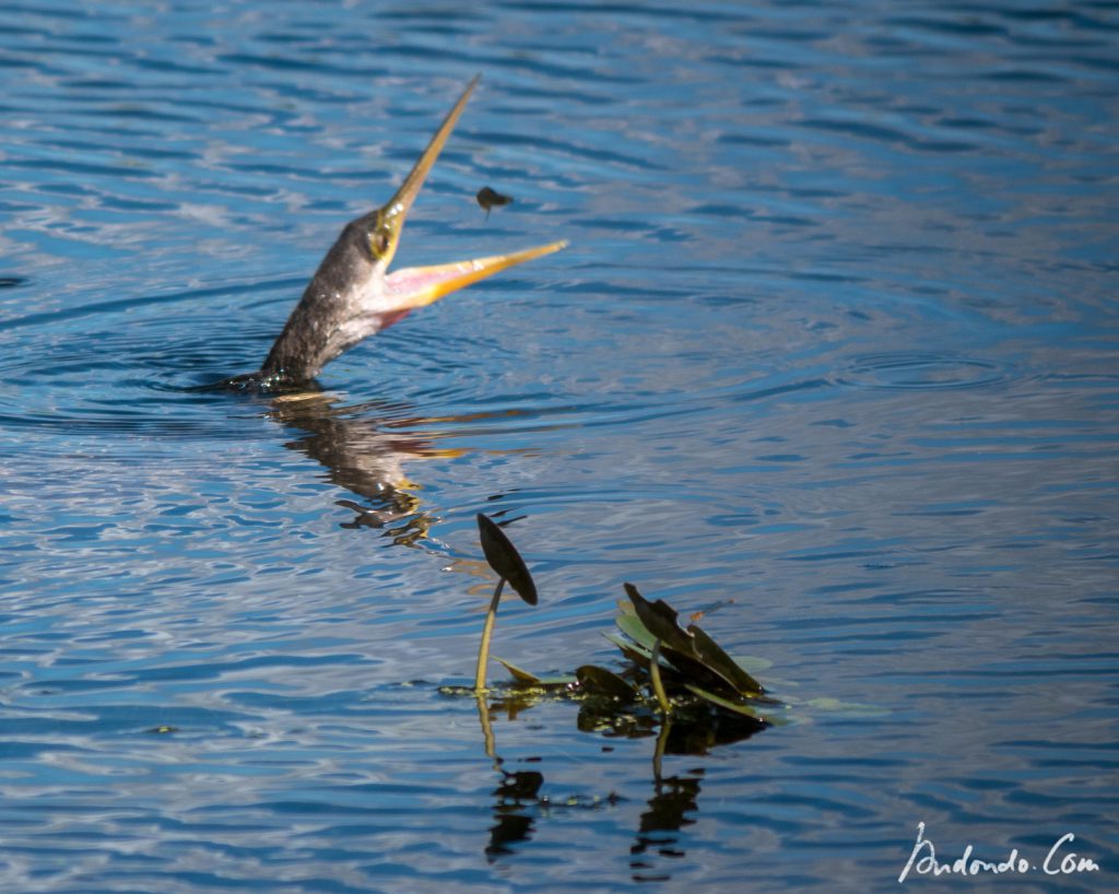 Kormoran beim Fischfang