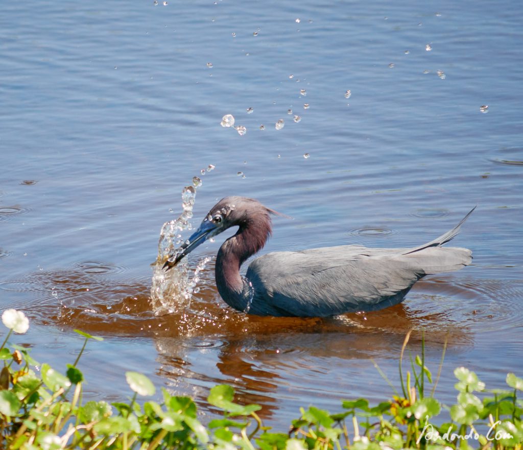 Blaureiher beim Fischfang