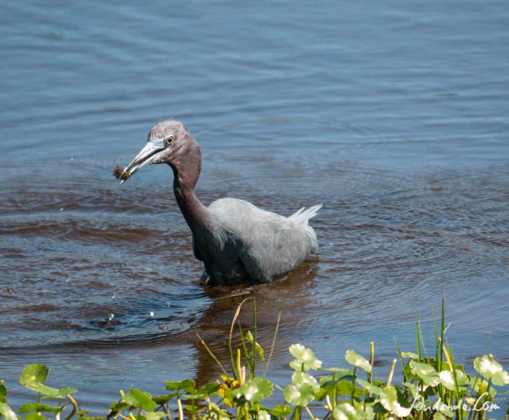 Blaureiher beim Fischfang