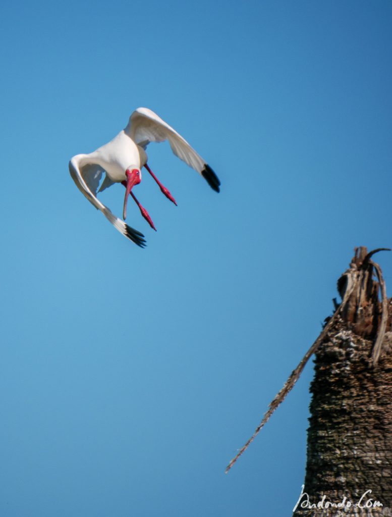 Ibis