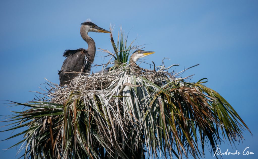 Reiherjungvögel im Nest